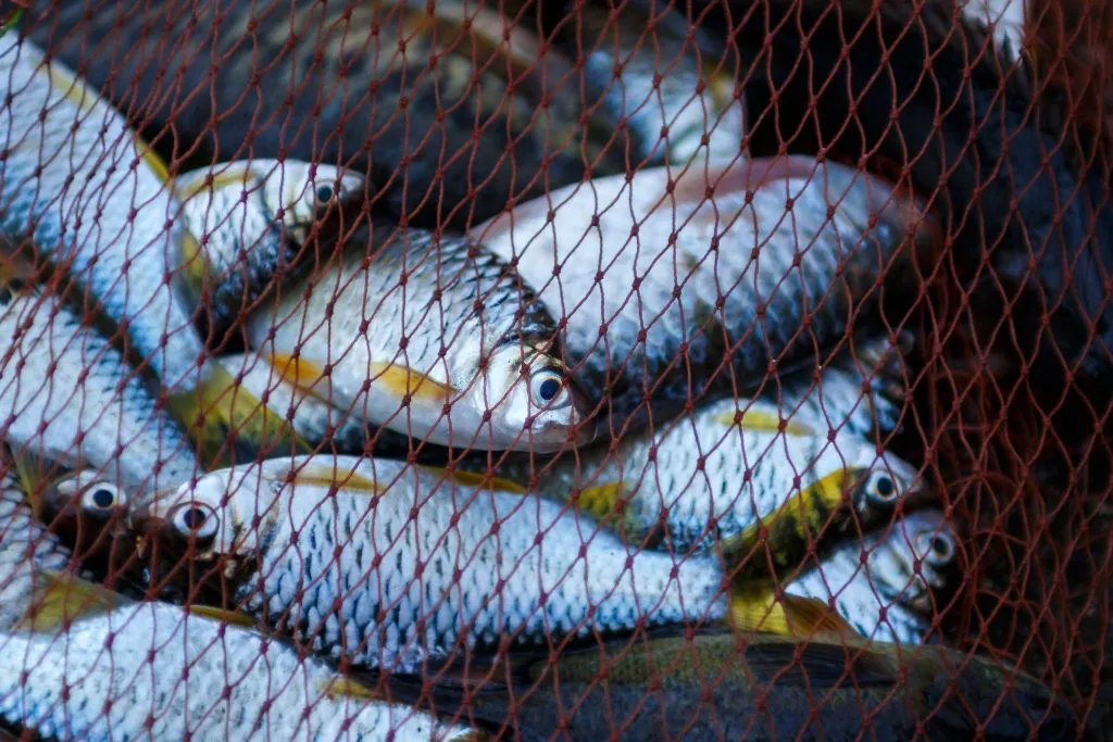 На Буковині з 1 квітня заборонено ловити рибу: скільки триватимуть обмеження