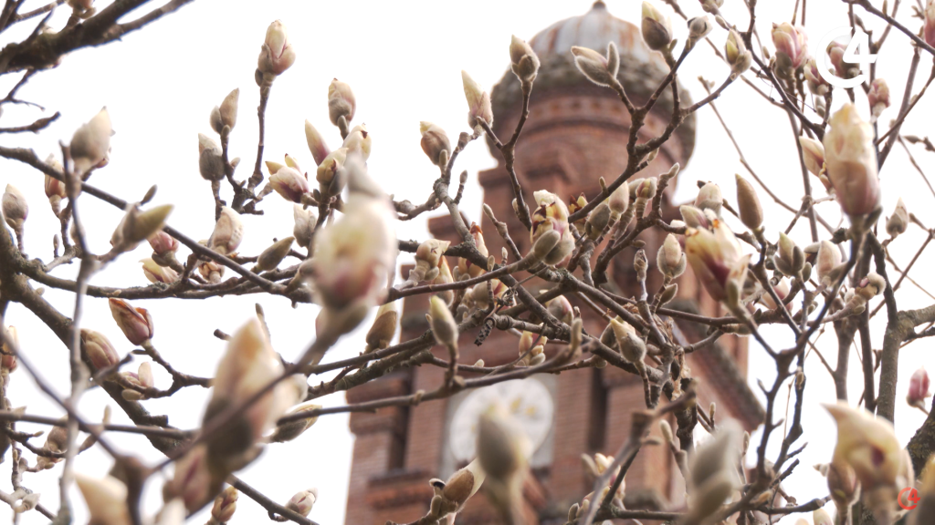 У ботанічному саду Чернівецького університету квітне найстаріша магнолія в місті