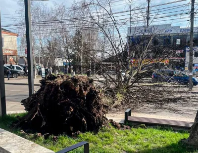 У Чернівцях вчора через сильний вітер повалило дерева: одне впало на дорогу, інше на газопровід