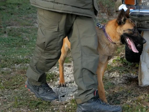 У Сокирянській виправній колонії тренують службових собак: як проходять заняття