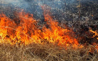 На Буковині різко збільшилася кількість пожеж за фактом підпалу сухої трави ДСНС