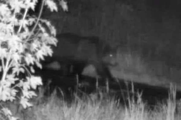 На румунському кордоні “патрулюють” великі ведмеді: порушникам радять не гуляти у цій місцевості