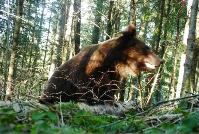 "Несподівана зустріч на кордоні": на Буковині ведмідь потрапив у фотопастку прикордонників