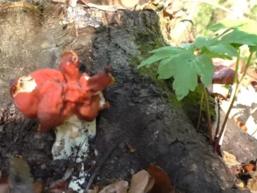 Перші весняні гриби з’явилися в лісах на Буковині: як відрізнити їстівні від отруйних