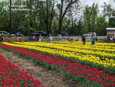 Понад 6 мільйонів квітів: на Буковині розквітло ще одне тюльпанове поле яскраві фото та відео