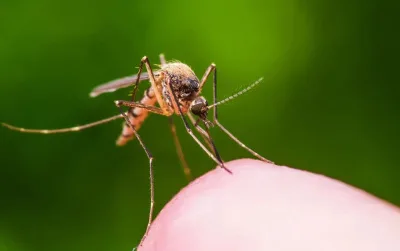 Раннє потепління в Україні загрожує нашестям небезпечних комах, які переносять інфекції – ентомолог
