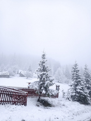 Сніг посеред квітня: у гори Буковини повернулася зима фото