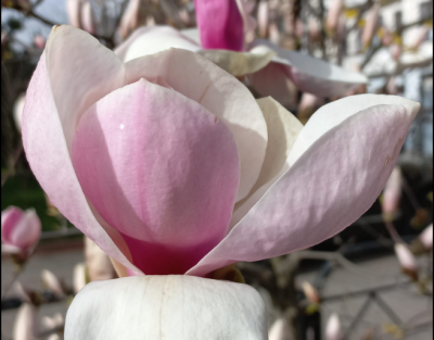 У Чернівцях розквітли магнолії: містяни масово публікують фото з рослинами