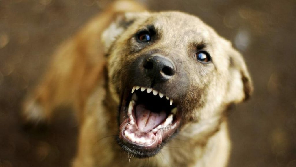 У Чернівцях у домашнього собаки виявили сказ: декілька вулиць перебувають під загрозою розповсюдження