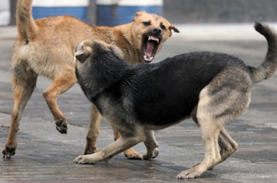 У Чернівцях у собаки виявили сказ: запровадили карантинні обмеження