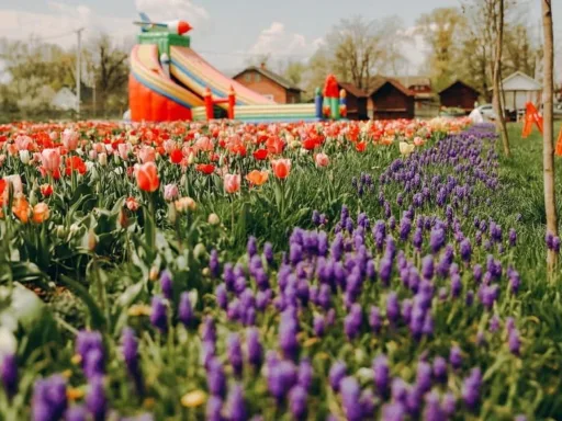 У селі Мамаївці Чернівецької області відкрили тюльпанове поле
