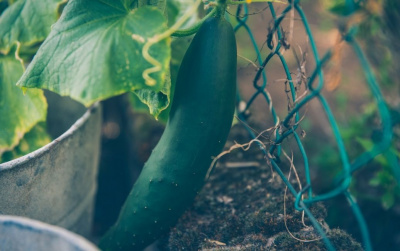 Урожай збиратимете відрами: простий та цікавий німецький метод висаджування огірків