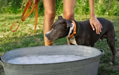 Ветеринарка розповіла, чому собака п'є багато води та чи потрібно бити на сполох
