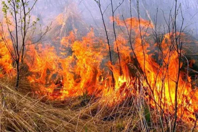 За 3 місяці на Буковині трапилося 140 пожеж внаслідок паління трави, є загиблий чоловік