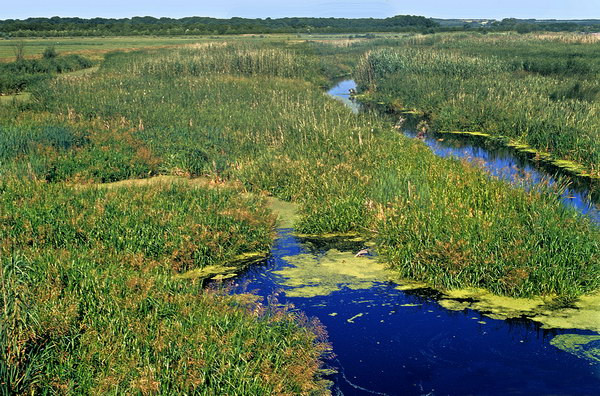 На Буковині суд зобов’язав Юрковецьку сільраду зберегти пам’ятку природи “Ржавинецьке болото”