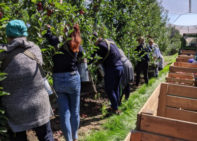«Продаємо яблука в Емірати та Європу»: компанія з Буковини експортує до 60 відсотків вирощених фруктів