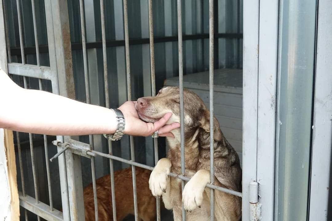 У Чернівцях притулок для собак потребує допомоги небайдужих