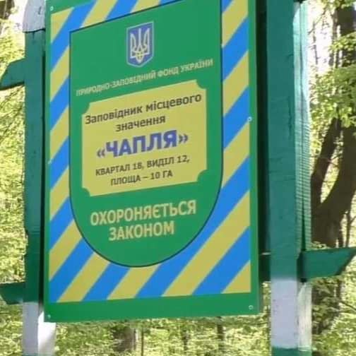 Ворнітологічному заказнику на Буковині розміщується одне з найбільших поселень сірої чаплі в Україні