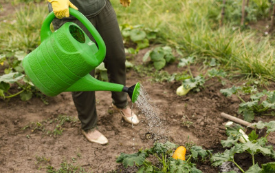 Як часто треба поливати город, щоб зібрати багатий урожай