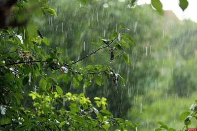 Якою завтра буде погода на Буковині: синоптики дали прогноз