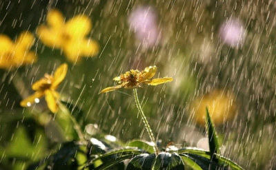 Довгоочікуваний дощ та навіть гроза: яка погода буде на Буковині завтра, 1 липня