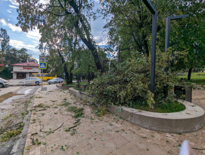 У Чернівцях на одній із вулиць внаслідок негоди впало дерево фото