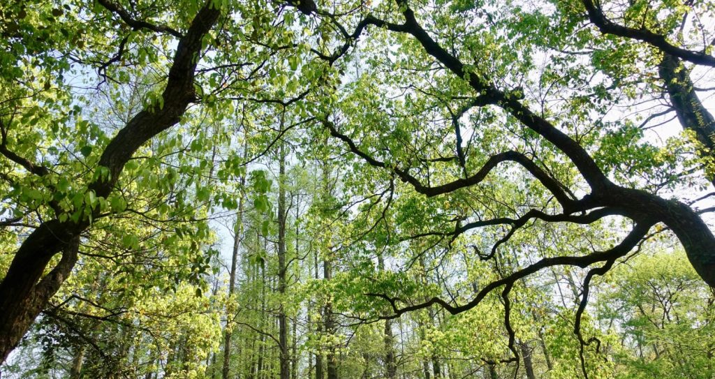 На Буковині тимчасово заборонили відвідувати ліс: у чому причина